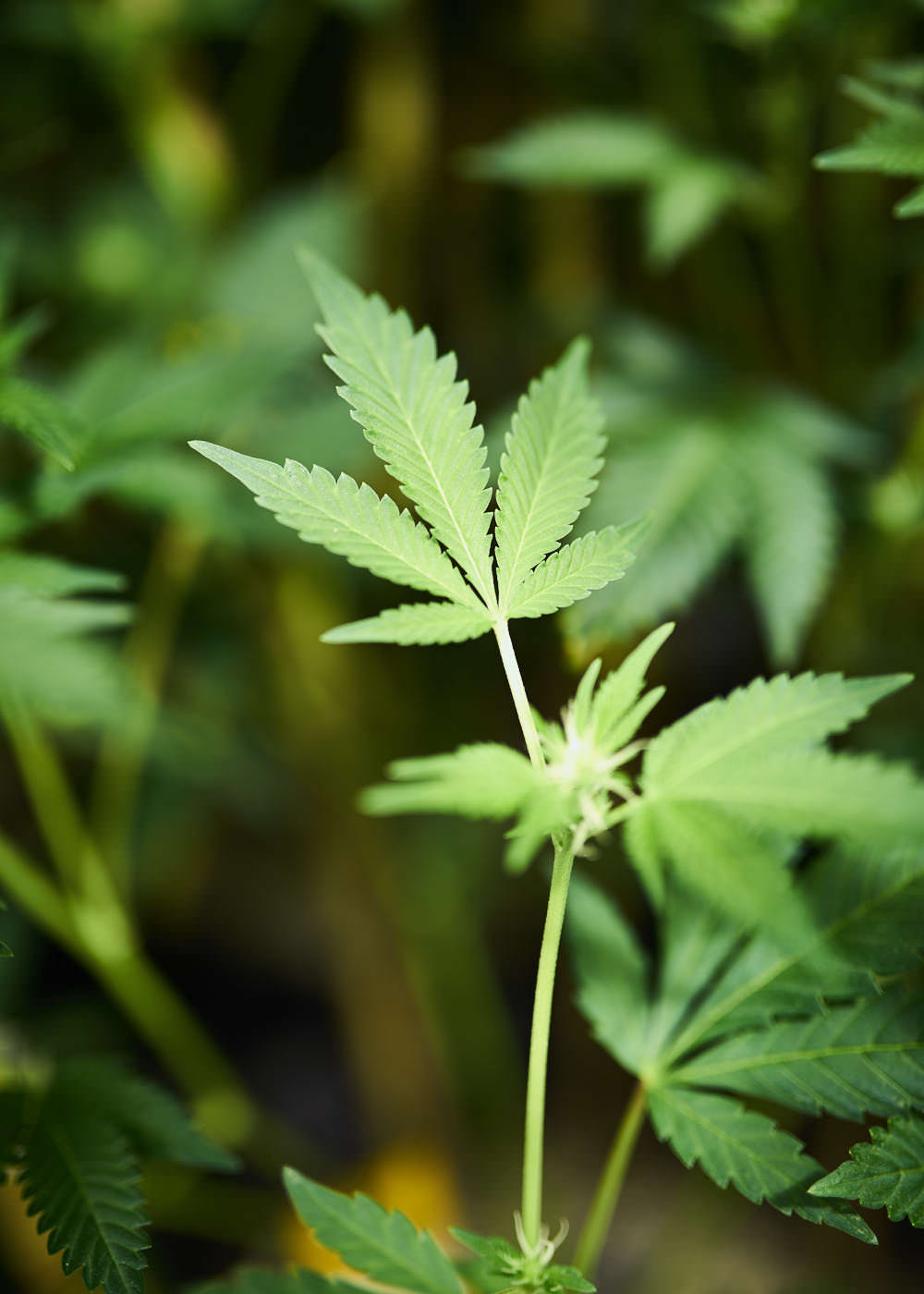 close-up-of-single-cannabis-leaf