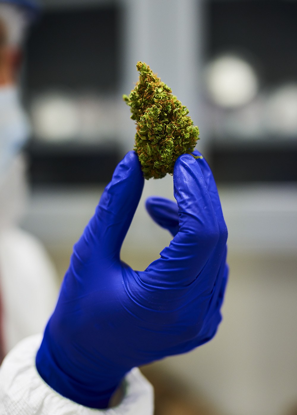 researcher-holding-cannabis-bud