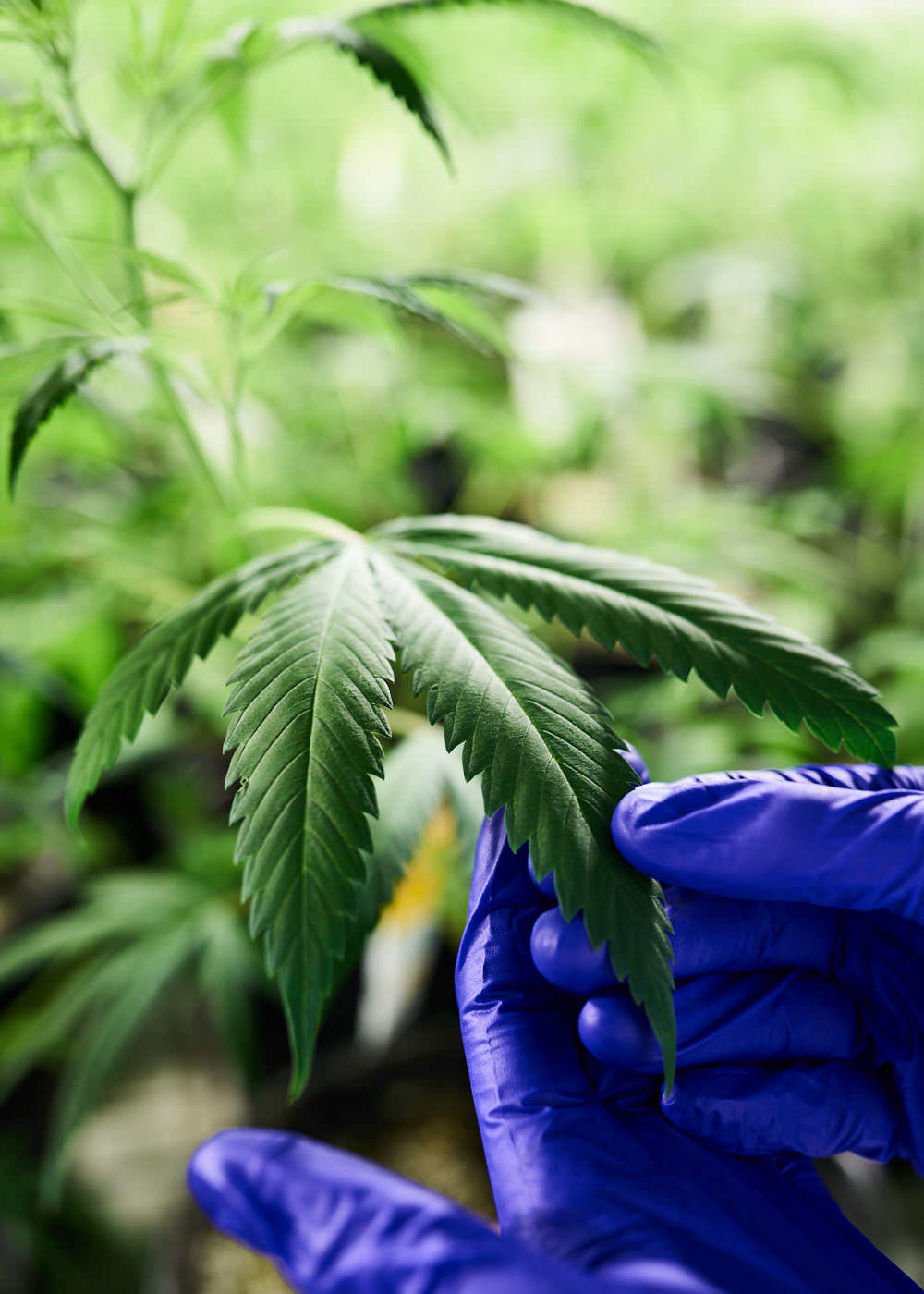 scientist-examining-cannabis-leaf