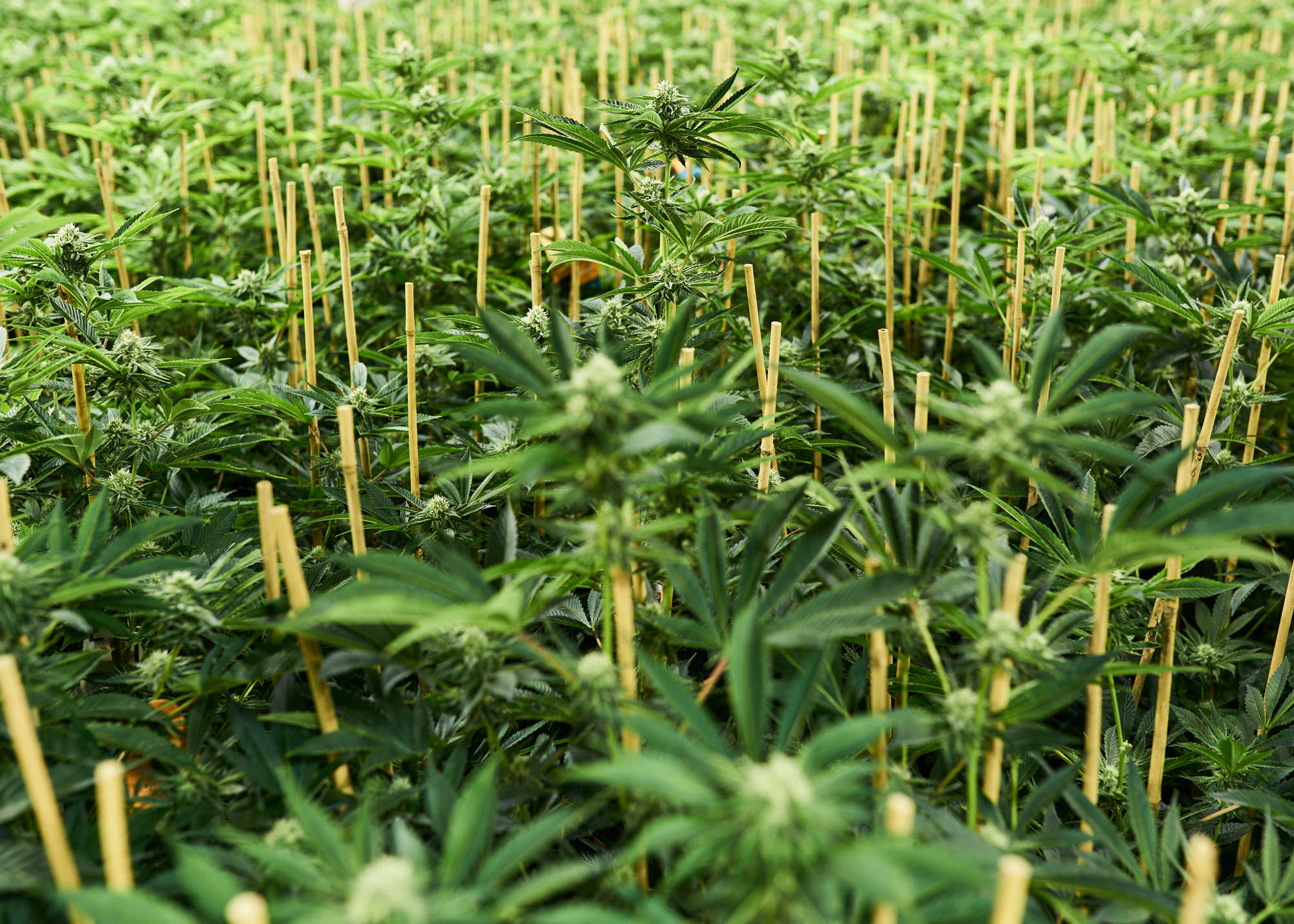 wide-angle-of-cannabis-grow-room